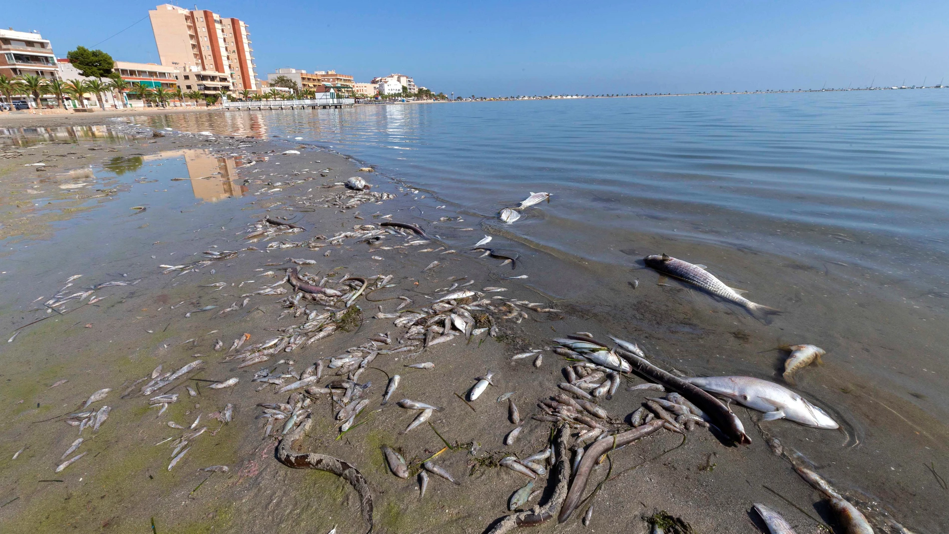 Decenas de peces muertos en las playas del Mar Menor