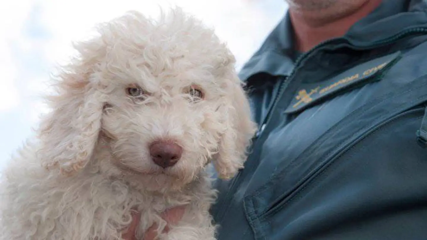 Dylan, sucesor de Marley en el servicio cinológico de la Guardia Civil Dylan, sucesor de Marley en el servicio cinológico de la Guardia Civil
