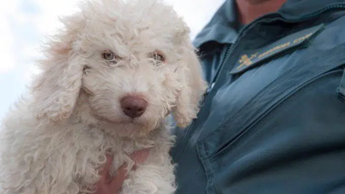 Dylan, sucesor de Marley en el servicio cinológico de la Guardia Civil