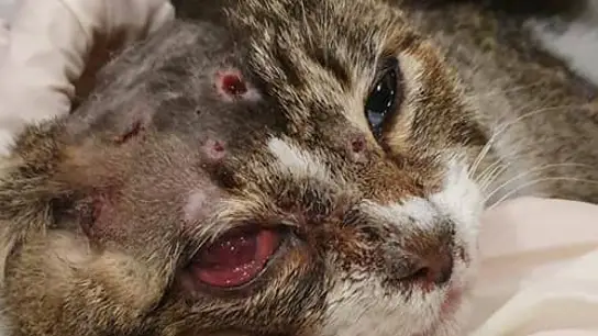 Imagen de la terrible agresión que sufrió el gato Imagen de la terrible agresión que sufrió el gato