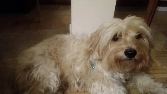 Pipa, la perrita que busca Ángel, un niño de siete años Pipa, la perrita que busca Ángel, un niño de siete años