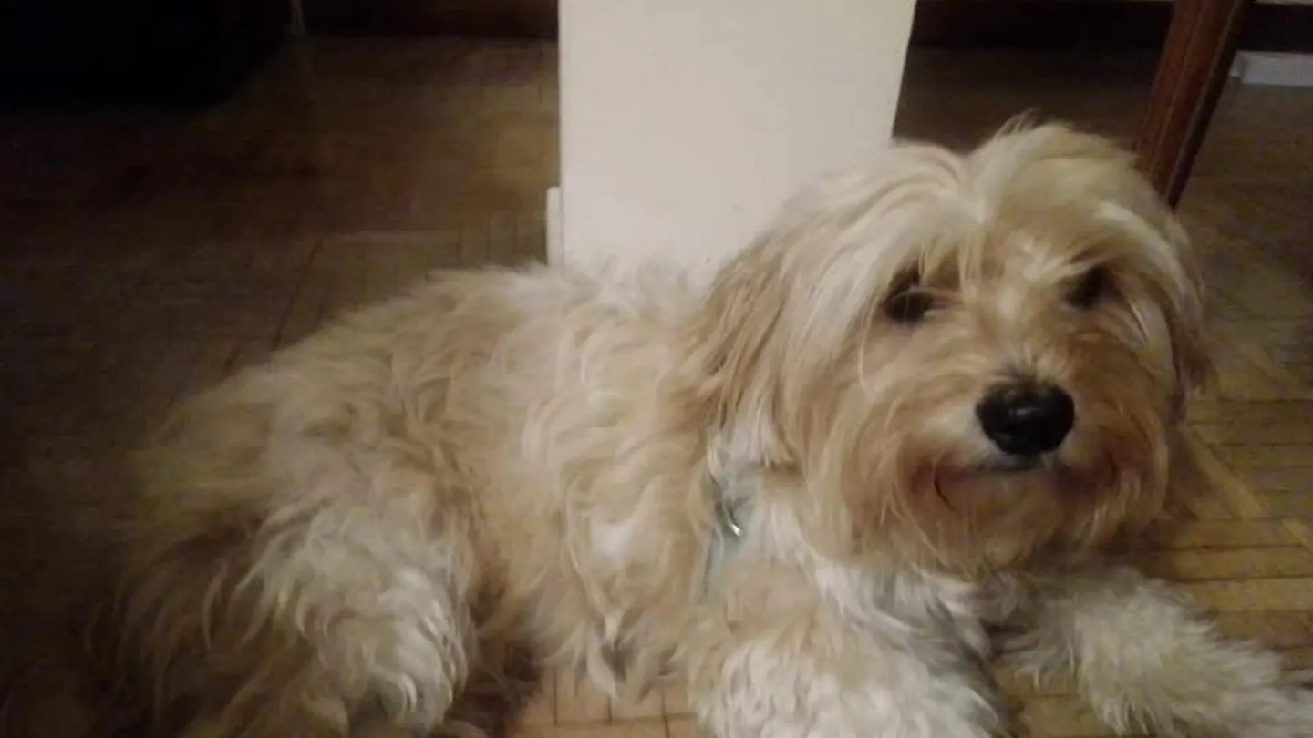 Pipa, la perrita que busca Ángel, un niño de siete años Pipa, la perrita que busca Ángel, un niño de siete años