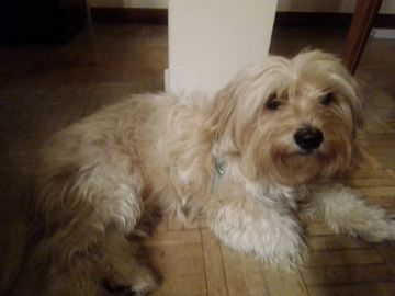 Pipa, la perrita que busca Ángel, un niño de siete años Pipa, la perrita que busca Ángel, un niño de siete años