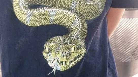 Imagen de la camiseta de Stevie con la imagen de una serpiente. Imagen de la camiseta de Stevie con la imagen de una serpiente.