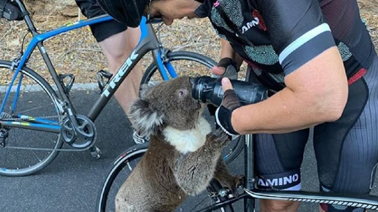 Imagen del momento en el que la ciclista da de beber agua al koala. Imagen del momento en el que la ciclista da de beber agua al koala.