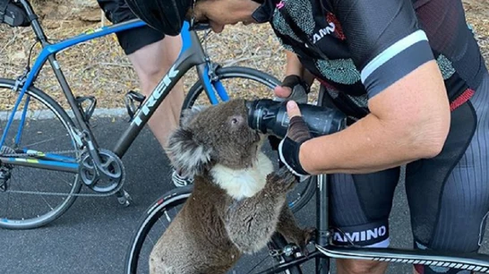El conmovedor vídeo de un koala deshidratado pidiendo auxilio a una ciclista en Australia