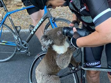 Imagen del momento en el que la ciclista da de beber agua al koala. Imagen del momento en el que la ciclista da de beber agua al koala.