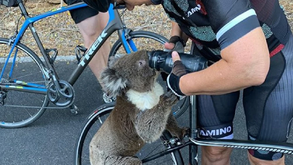 Imagen del momento en el que la ciclista da de beber agua al koala. 