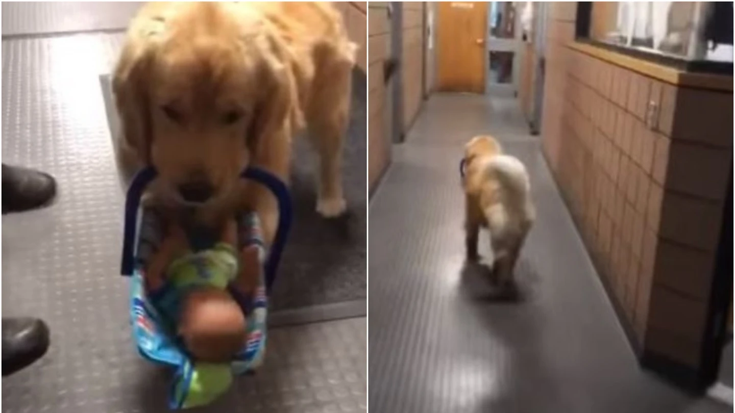 Imagen del perro que 'robaba' regalos de Navidad Imagen del perro que 'robaba' regalos de Navidad