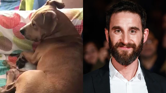 Dani Rovira denuncia el daño que la pirotecnia hace a los animales Dani Rovira denuncia el daño que la pirotecnia hace a los animales