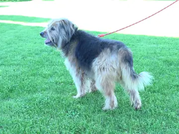 Perro Perro