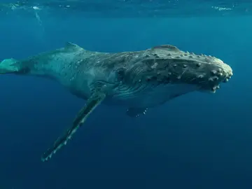 ¿Conocías la importancia de las heces de las ballenas? ¿Conocías la importancia de las heces de las ballenas?