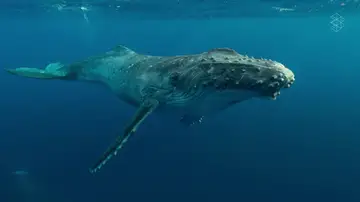 ¿Conocías la importancia de las heces de las ballenas?