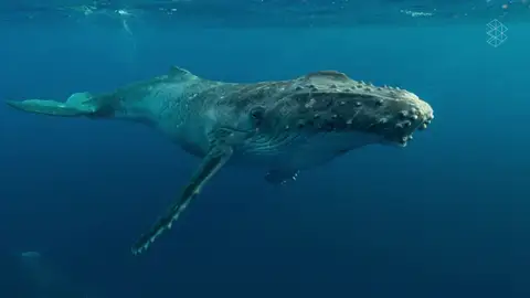 ¿Conocías la importancia de las heces de las ballenas? ¿Conocías la importancia de las heces de las ballenas?