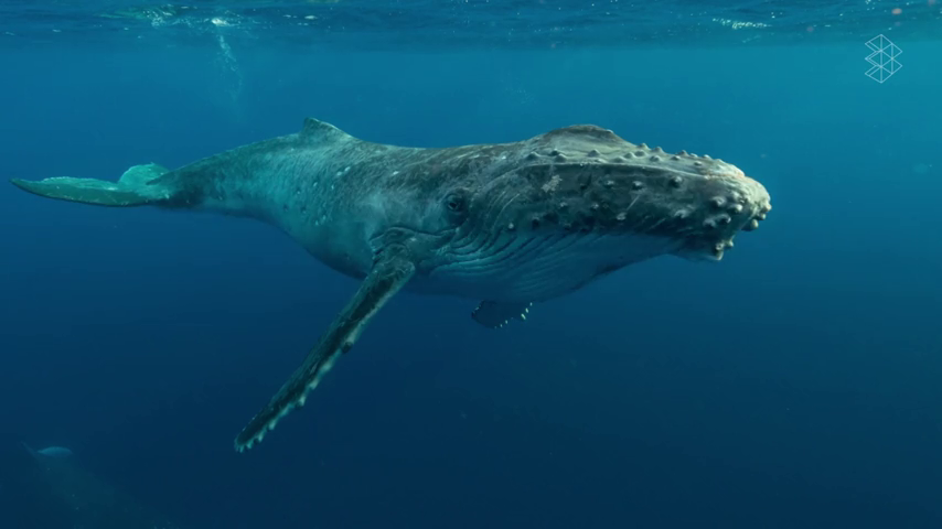 ¿Conocías la importancia de las heces de las ballenas?