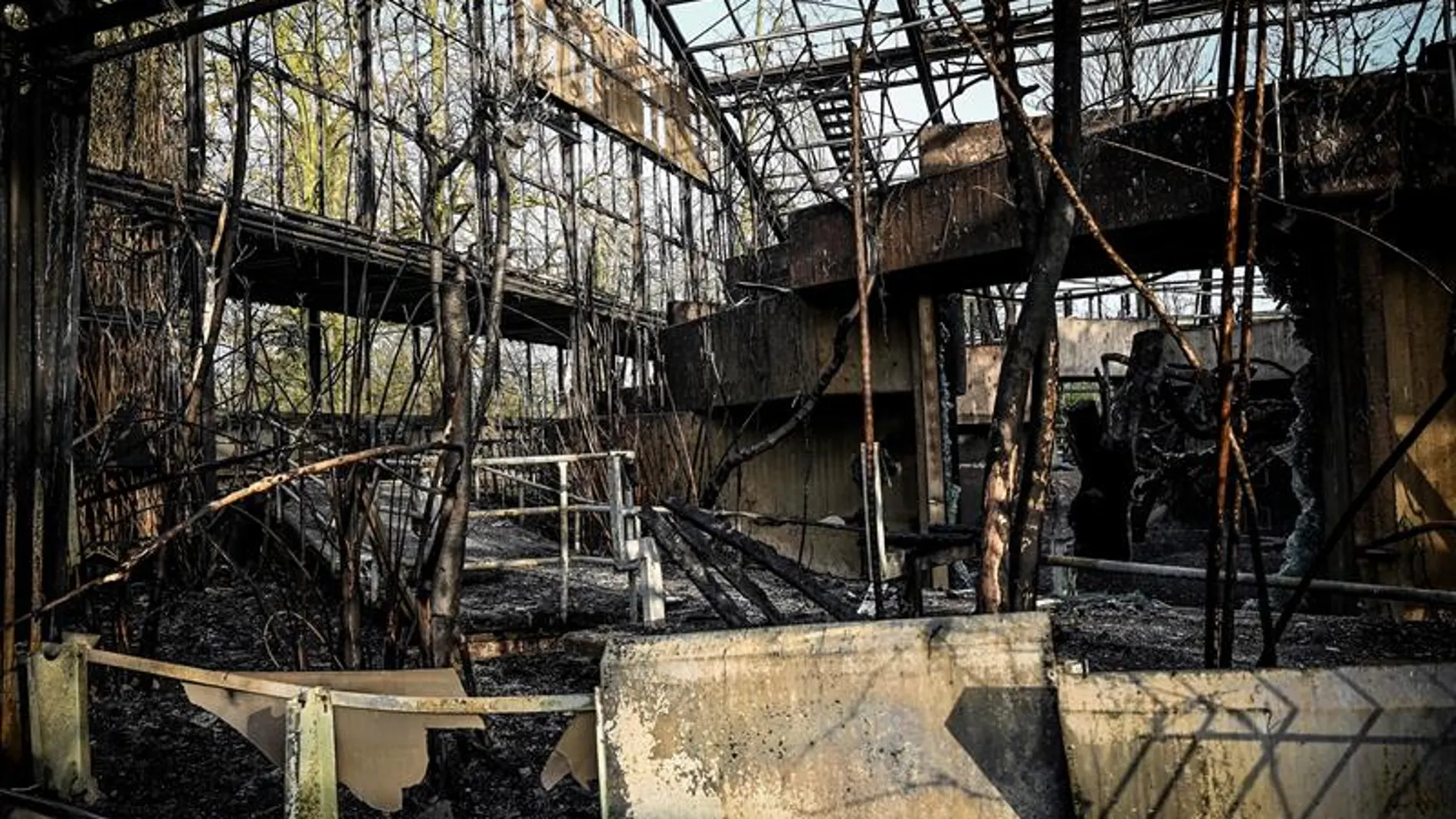 Daños ocasionados por el incendio en el zoo de Krefeld de Alemania