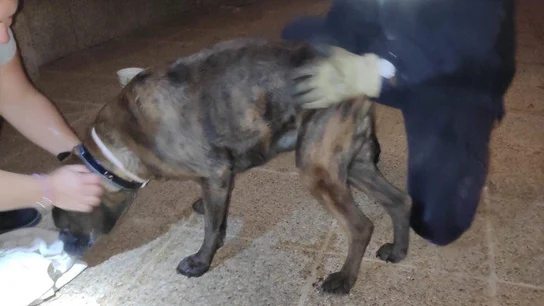 Perro rescatado en Mallorca Perro rescatado en Mallorca