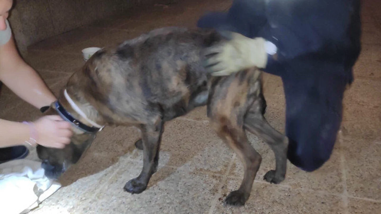 Perro rescatado en Mallorca Perro rescatado en Mallorca