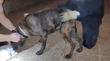 Perro rescatado en Mallorca