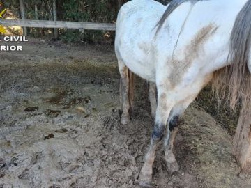 La mayoría de los caballos presentaban signos de llevar meses con una mala alimentación La mayoría de los caballos presentaban signos de llevar meses con una mala alimentación