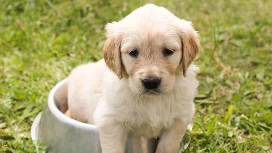 Imagen de archivo de un cachorro Imagen de archivo de un cachorro
