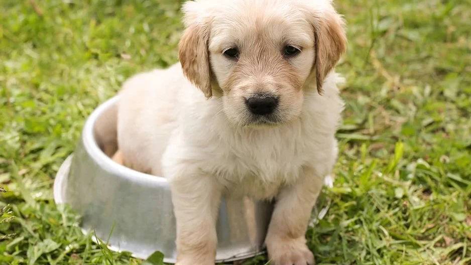 Imagen de archivo de un cachorro