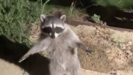 "Si no nos movemos, no nos ven": dos mapaches fingen ser 'estatuas' al ser pillados en el jard&iacute;n de una casa