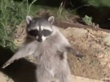 "Si no nos movemos, no nos ven": dos mapaches fingen ser 'estatuas' al ser pillados en el jardín de una casa "Si no nos movemos, no nos ven": dos mapaches fingen ser 'estatuas' al ser pillados en el jardín de una casa