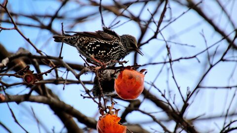 Aves