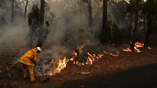 500 millones de animales han muerto a causa de los incendios en Australia. 500 millones de animales han muerto a causa de los incendios en Australia.