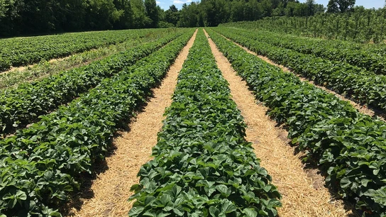 Cultivo de fresas Cultivo de fresas