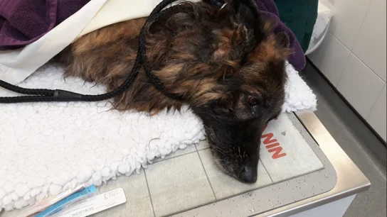 Bella, la pastora belga que estuvo a punto de morir ahogada al ser arrojada al río con una roca atada a su correa. Bella, la pastora belga que estuvo a punto de morir ahogada al ser arrojada al río con una roca atada a su correa.