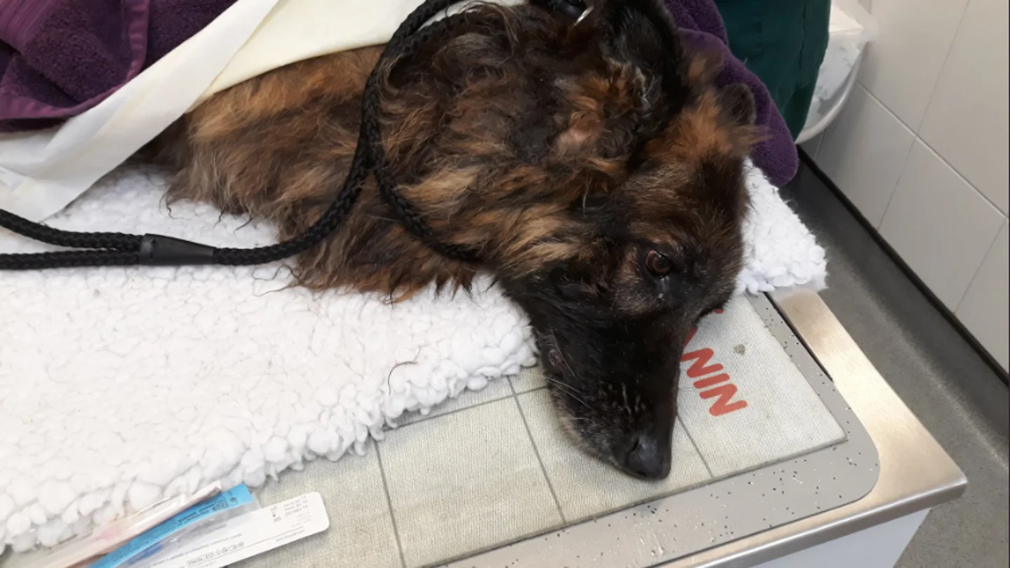 Bella, la pastora belga que estuvo a punto de morir ahogada al ser arrojada al río con una roca atada a su correa. Bella, la pastora belga que estuvo a punto de morir ahogada al ser arrojada al río con una roca atada a su correa.