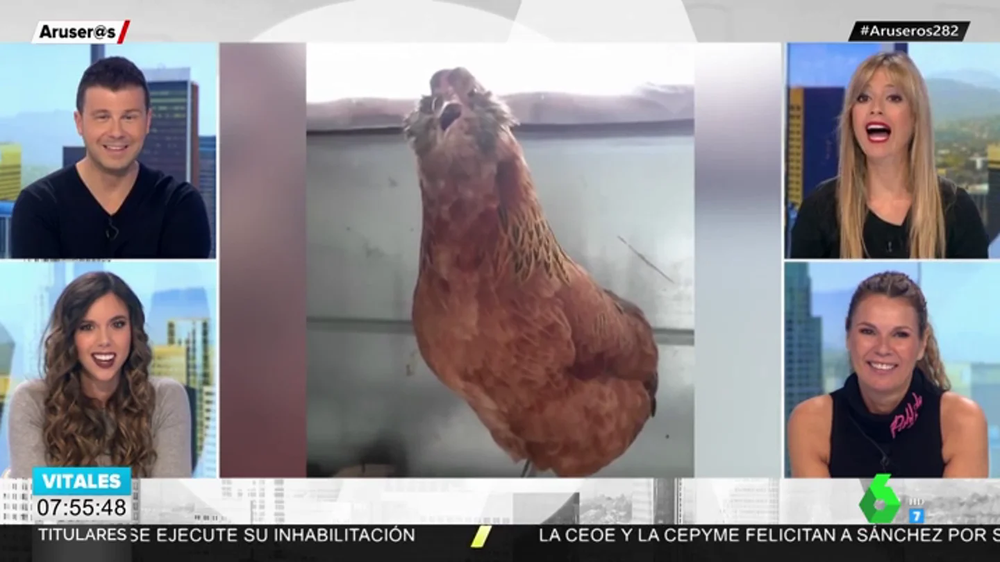 gallina gallina