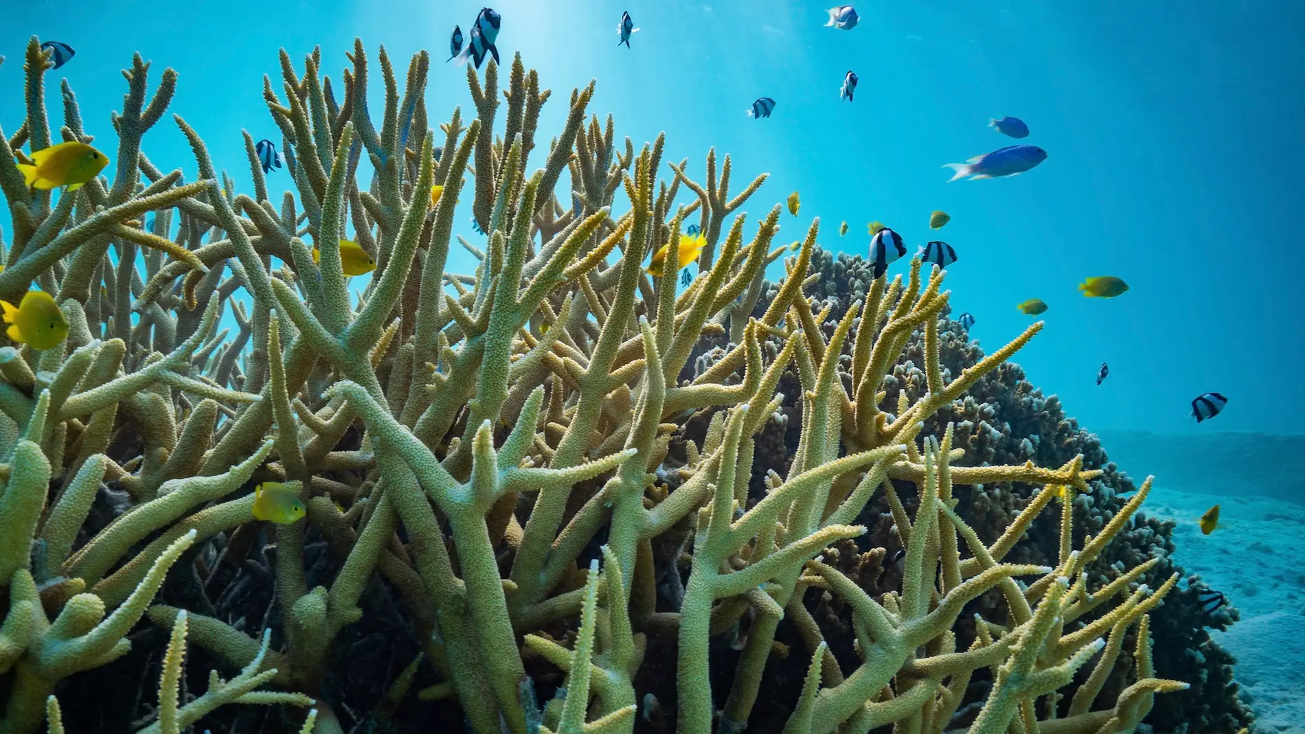 La acidificacion de los oceanos no afecta al comportamiento de los peces