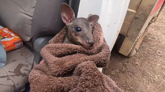 El conmovedor rescate de un bebé canguro que estaba a punto de morir en los incendios de Australia El conmovedor rescate de un bebé canguro que estaba a punto de morir en los incendios de Australia
