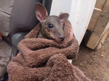 El conmovedor rescate de un bebé canguro que estaba a punto de morir en los incendios de Australia El conmovedor rescate de un bebé canguro que estaba a punto de morir en los incendios de Australia
