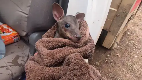 El conmovedor rescate de un bebé canguro que estaba a punto de morir en los incendios de Australia El conmovedor rescate de un bebé canguro que estaba a punto de morir en los incendios de Australia