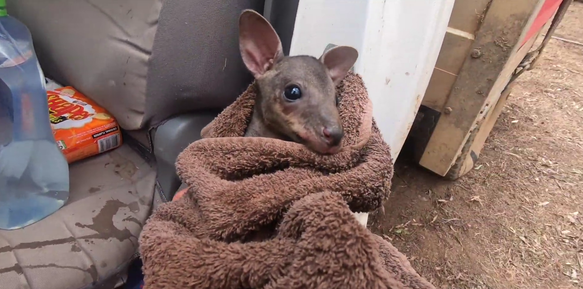 Un canguro bebé da sus primeros pasos luego de ser rescatado