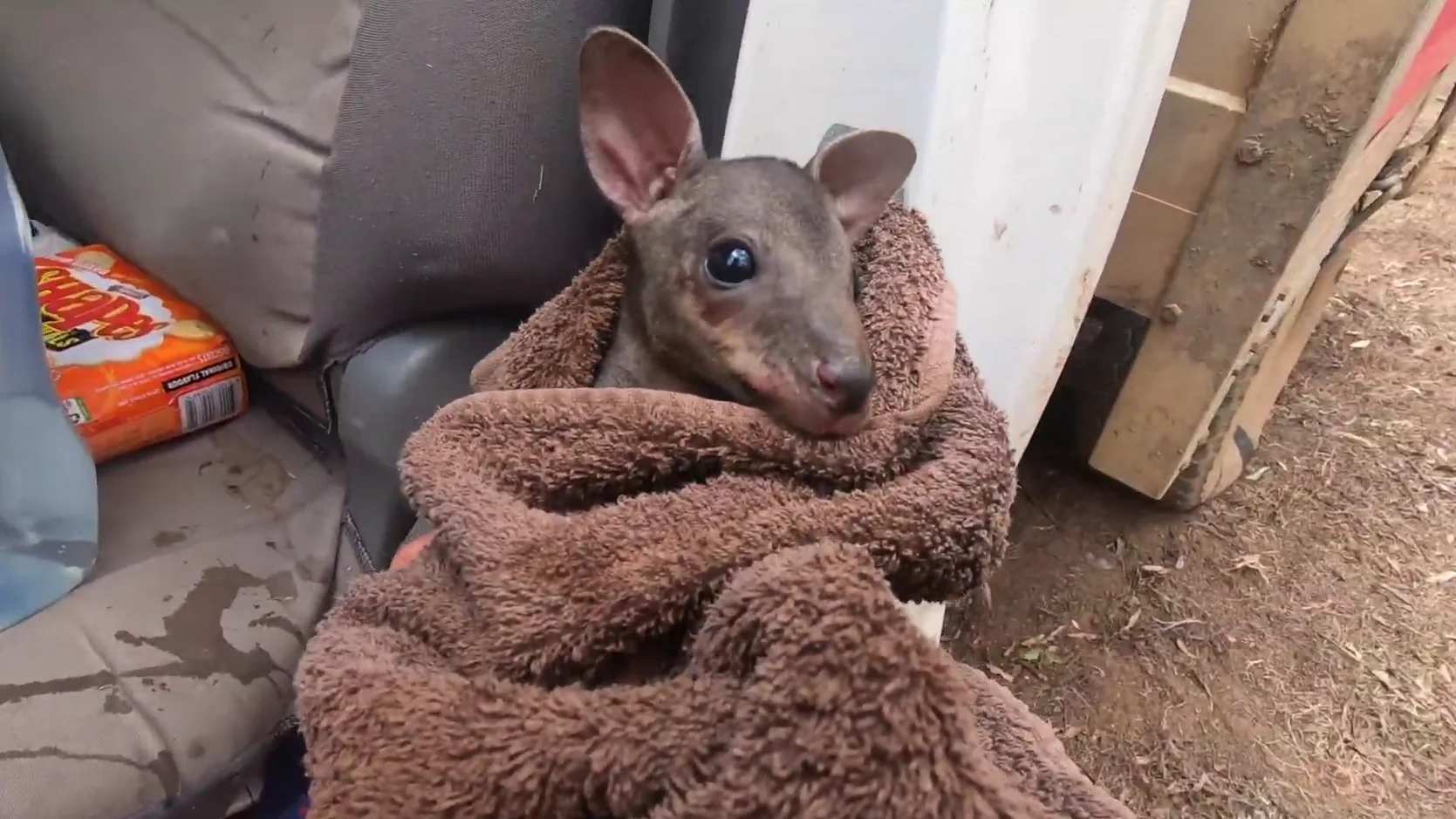 El conmovedor rescate de un bebé canguro que estaba a punto de morir en los incendios de Australia