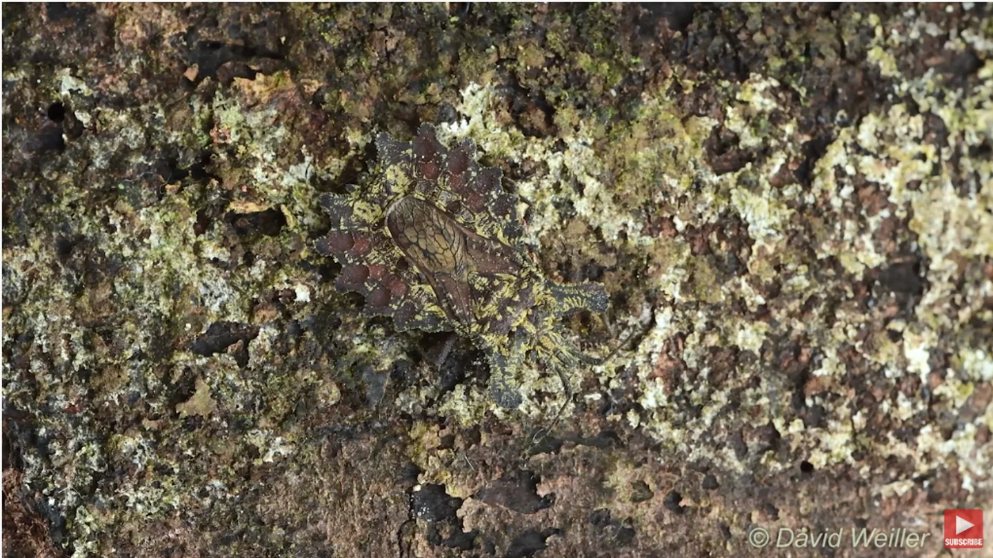 Una chinche parda sobre la corteza de un árbol. Una chinche parda sobre la corteza de un árbol.