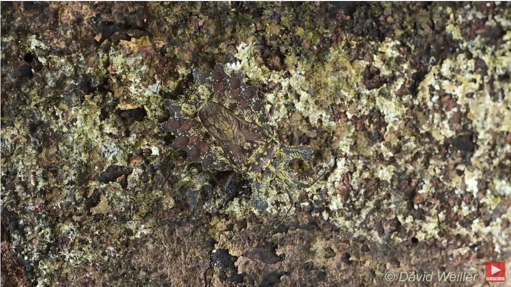 Una chinche parda sobre la corteza de un árbol.