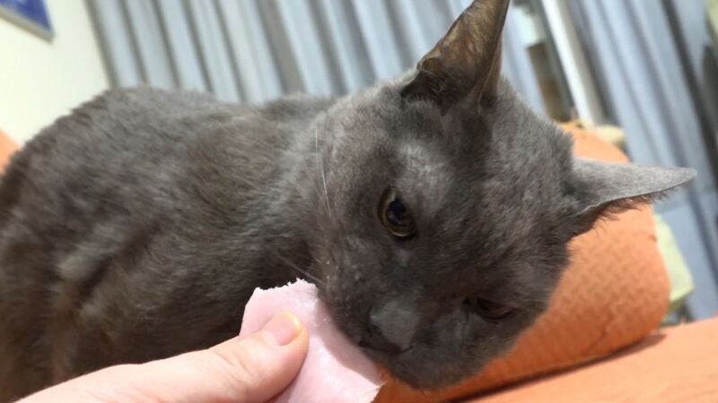 Cómo saber si tu perro o gato tiene sobrepeso