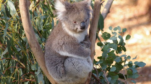 Koala in Australia