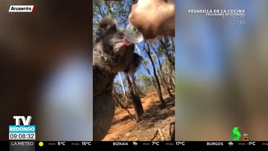koala koala