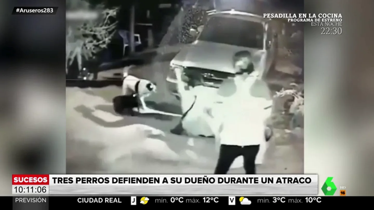 perros perros