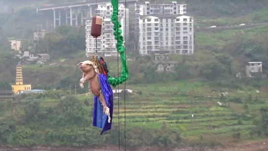Imagen capturada del vídeo viral del momento en el que el cerdo es lanzado desde 70 metros de altura. Imagen capturada del vídeo viral del momento en el que el cerdo es lanzado desde 70 metros de altura.