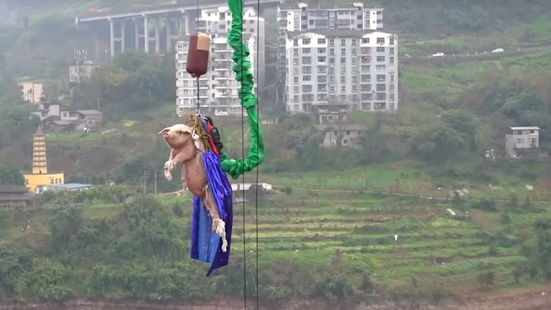 Imagen capturada del vídeo viral del momento en el que el cerdo es lanzado desde 70 metros de altura.