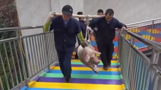 Imagen de los operarios transportando al cerdo para lanzarlo Imagen de los operarios transportando al cerdo para lanzarlo