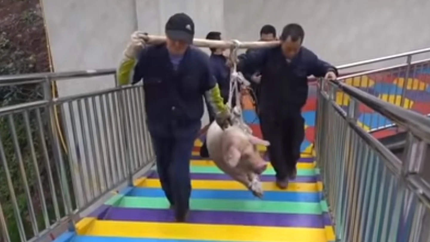 Imagen de los operarios transportando al cerdo para lanzarlo Imagen de los operarios transportando al cerdo para lanzarlo